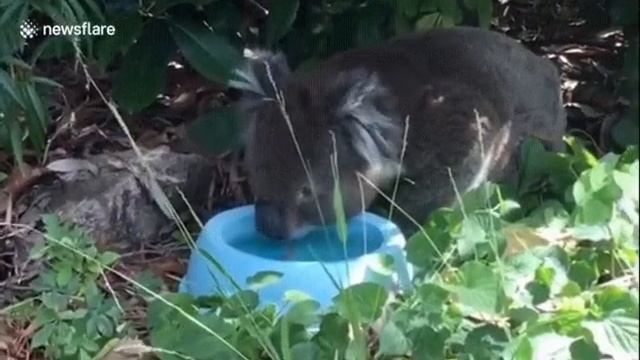 throat dry koala смотреть онлайн