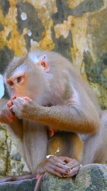 So Sweetie And Cuteness Adorable Newborn Baby ❤️😘😍Esp2426#Shorts #monkeyman #monkeyboy #animals