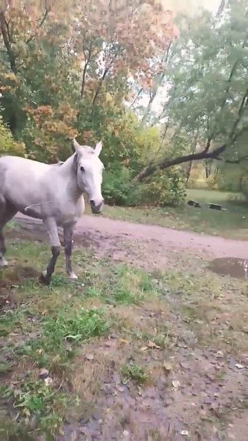 Милая собачка