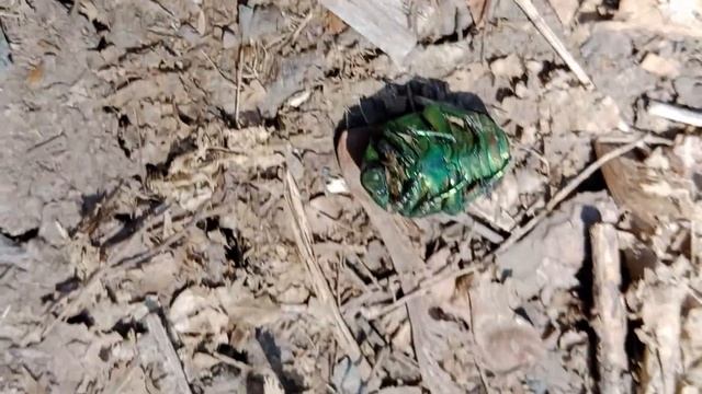 я с моим другом нашёл красивого жука 🪲. Лайк кому понравилось😉.