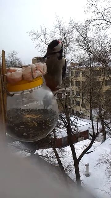 Большой пёстрый дятел, кормушка птиц, Москва Ивановская горка, Китай-город. Woodpecker Машкова филь смотреть онлайн