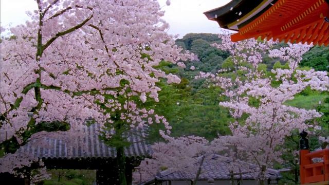 Feast Your Eyes on Japan’s Gorgeous Cherry Blossoms | ELLE Décor смотреть онлайн