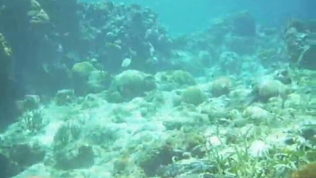 Rotan 2010.wmv смотреть онлайн