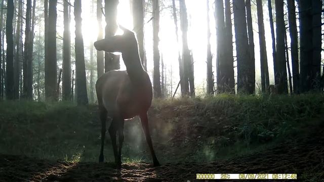 The Forest Sandbox | Trail Camera смотреть онлайн