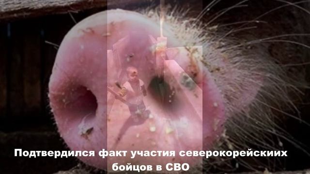 Диванная студия троллинг-сюжетов. Выпуск № 119. Северокорейские бойцы на СВО смотреть онлайн