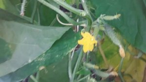 Обзор СОРТА ОГУРЦА МАМЛЮК. В позднем осеннем обороте #теплица #огурцывтеплице #subscribe #