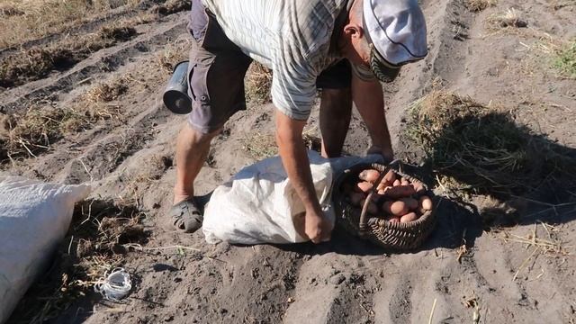 Harvest time - working in the field. Simple life in Ukrainian village смотреть онлайн