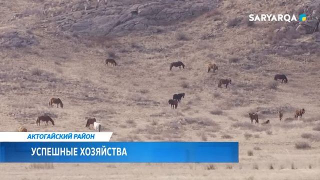 ARQA NEWS | В АКТОГАЙСКОМ РАЙОНЕ СОЗДАНО 34 НОВЫХ ХОЗЯЙСТВ