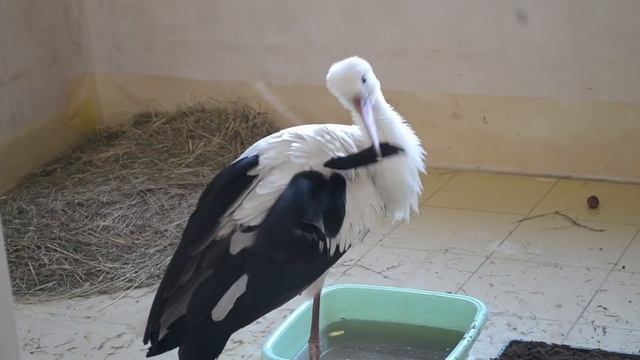 Пушистик смотреть онлайн