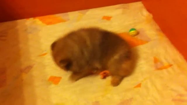 Э.Р. Коста-Рика и Э.Р. Король Артур (2 мес. и неделя)