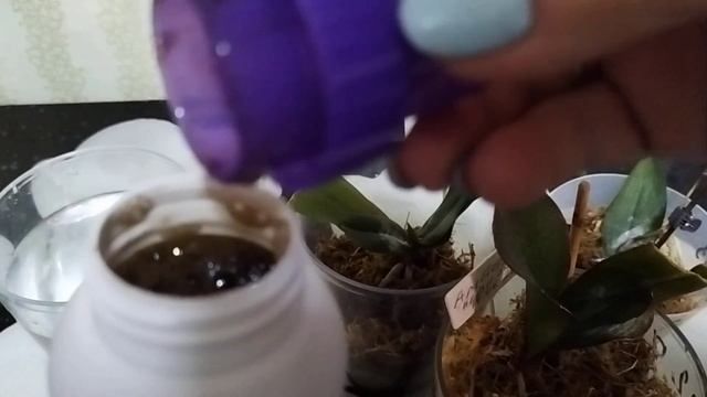 Пробуем удобрение Аминосил