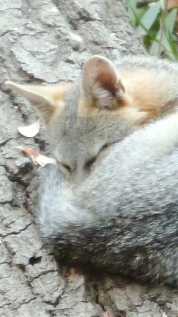 Grey fox was sound asleep on a branch of a tree. смотреть онлайн