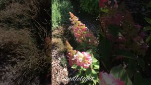 Метельчатые гортензии ‘Candlelight’ и ‘Pinky Winky’