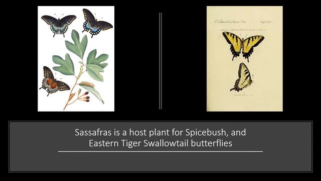 Tree of the Week: Sassafras смотреть онлайн