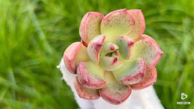 Echeveria Avenue смотреть онлайн