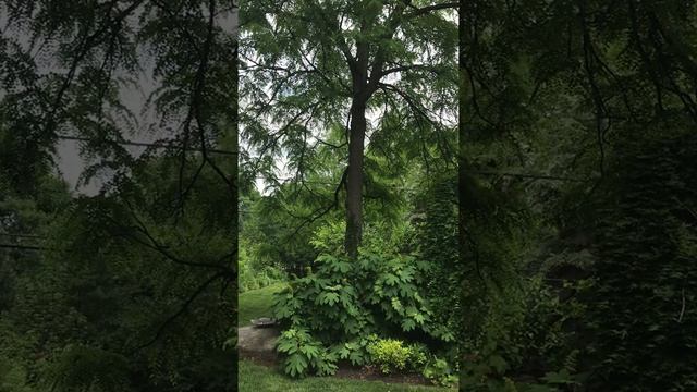Gymnocladus dioica смотреть онлайн