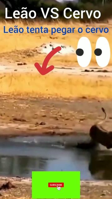 Leão ataca um Cervo chifrudo, mas se dá mal. #shorts. Música de fundo смотреть онлайн