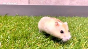 イエローハムスターの可愛い芝散歩