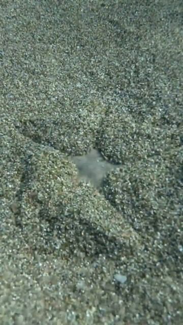 Starfish hides into the sand #shorts #shortsfeed #viral #facts #trending #starfish #fish #ocean #se смотреть онлайн