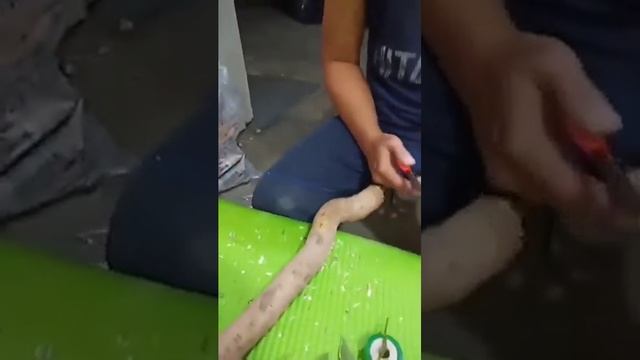 Bougainvillea Grafting смотреть онлайн