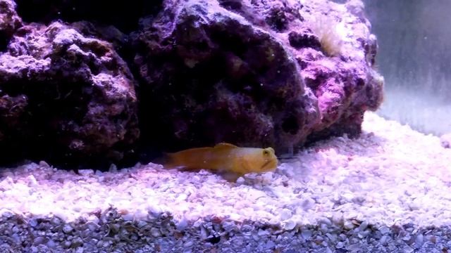 Goby Watchman jaune 1ère sortie смотреть онлайн