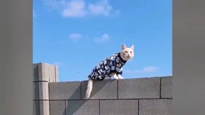 Котик балдеет