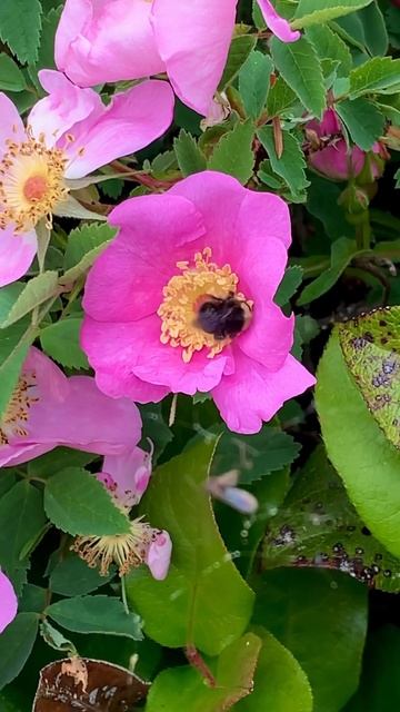 Busy Bee Pollenating. #busybee #pollenating