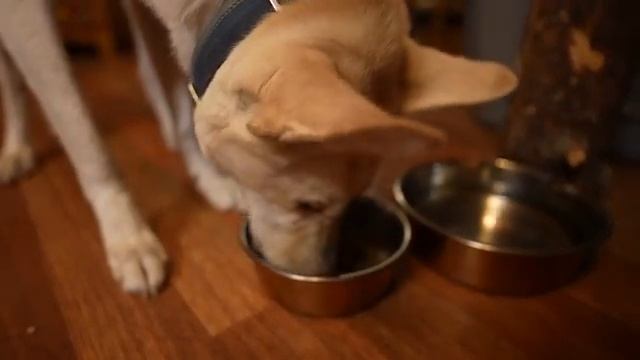 Метель в лесу смотреть онлайн