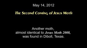 The 2nd Coming of Jesus Moth