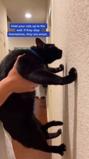 😻🌟NEW!!🌟Cat Challenge!! #shorts #shortsfeed #shortsvideoviral #animals #animalsdoingfunnythings смотреть онлайн