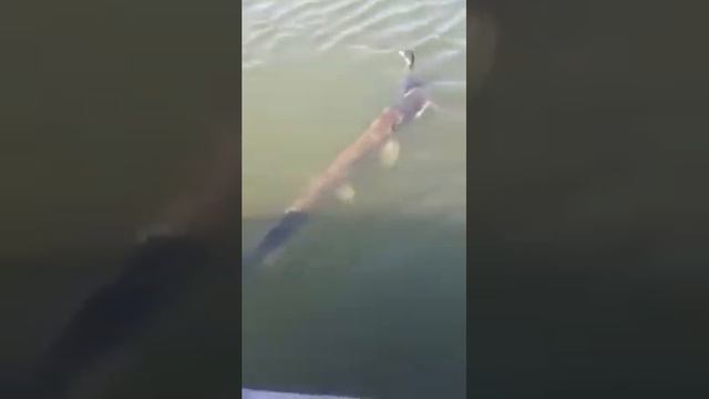 щука схватила утку смотреть онлайн