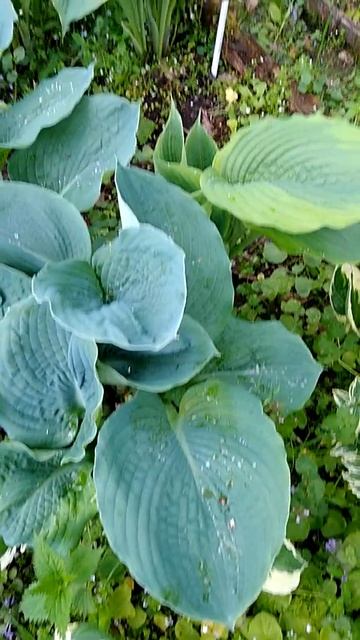 Хоста Голубой Гигант. смотреть онлайн