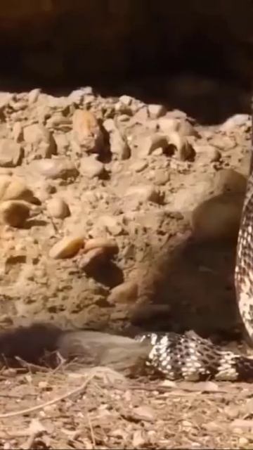 Monkey Wants To Steal Mouse From Snake #shorts