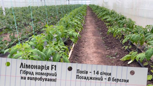 Пінк Хіт F1 Сіара F1 Лімонарія F1 Пінк Крістал F1 Ліванчело F1 томат помідори 18 березня смотреть онлайн