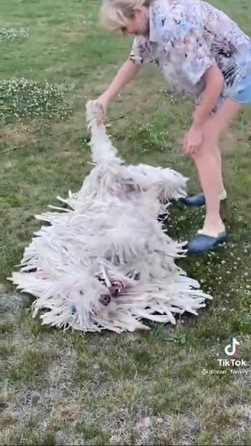 собака вся в дредах #Shorts