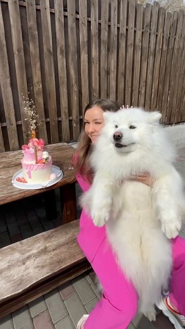 С днем Рождения 🎁 #собака #самоед #животные смотреть онлайн