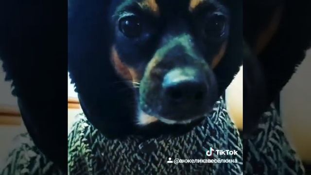 Рита звонит бабуле 🤣🤣🤣 смотреть онлайн