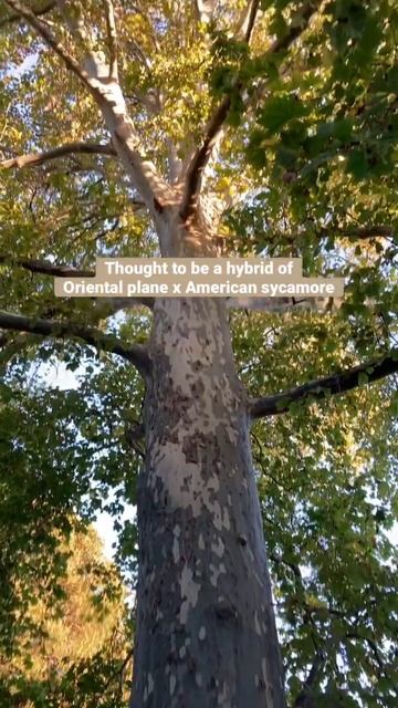 The London Plane Tree #shorts #tree #nature смотреть онлайн
