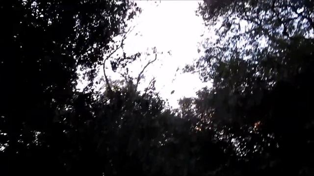 Liberacion Tamborcito (Megascops choliba) смотреть онлайн