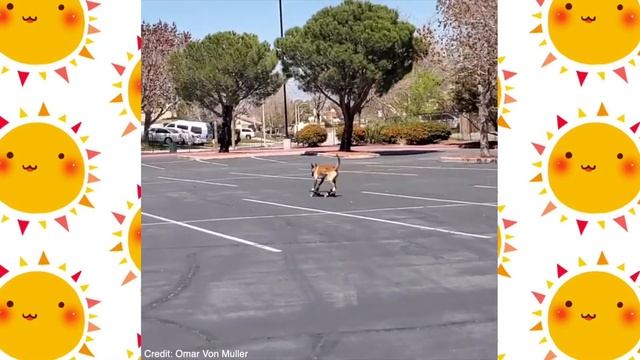 This Dog WILL Do Anything THAT YOU ASK! смотреть онлайн