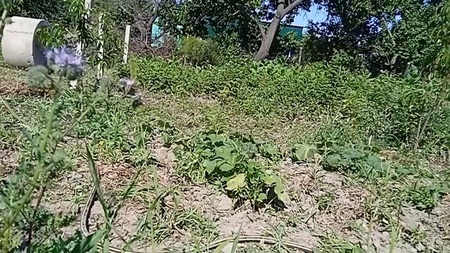 Посадка огурцов в ямы, Крымский опыт, осенью будут свежие огурчики смотреть онлайн