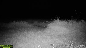 Watch a coyote get caught in a trap on video