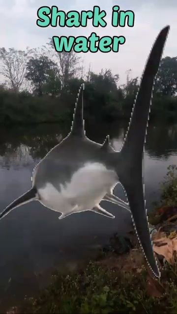 Big Shark in river #short #river #ytshort #shark #big #noren смотреть онлайн