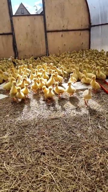 Дрессерованные гуси смотреть онлайн