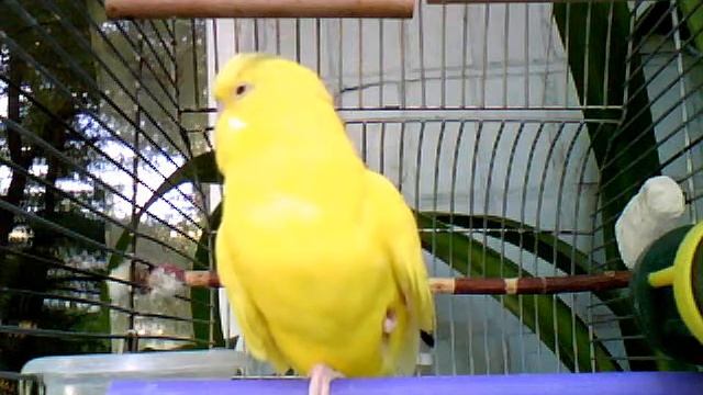 🐤🐦 Волнистые попугайчики (budgies). Часть 14 смотреть онлайн
