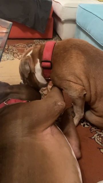 Французский поцелуй#собаки#