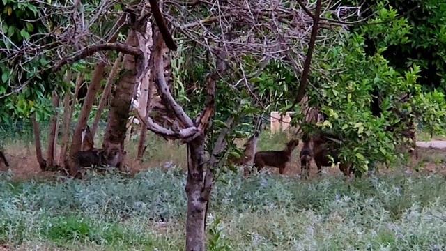 A Pack of black and golden Coyotes howls in the twilight Forest Стая Койотов воет в сумеречном лес смотреть онлайн