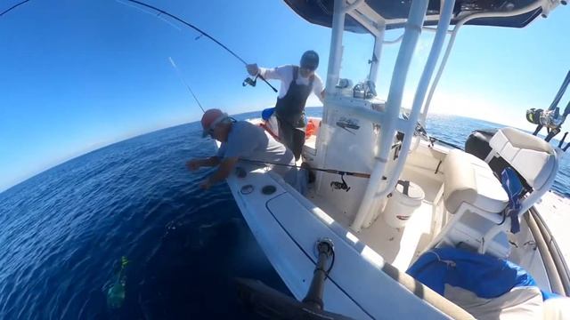 Yellowfin tuna and Mahi fishing October 15, 2021 on the Robalo Cayman 246 смотреть онлайн