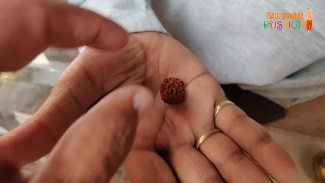 बाप रे बाप Original रुद्राक्ष इतना महंगा ? Most Expensive Rudraksha Ever Seen | Pushkar Market смотреть онлайн