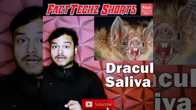 Fact About bat | Facttechz | #shorts смотреть онлайн